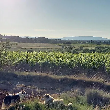 Domaine Saint Augustin * Rieux-Minervois