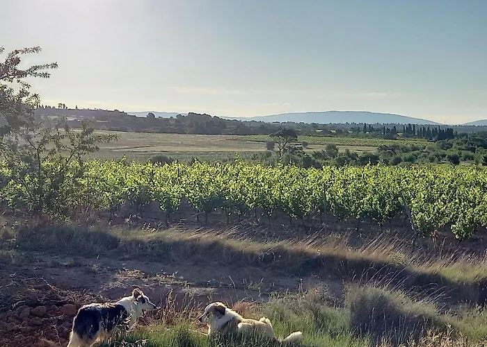 Domaine Saint Augustin * Rieux-Minervois